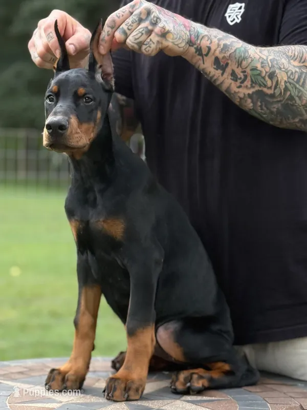 Purple Collar European Female  – Doberman Pinscher puppy for sale in Newton, NC