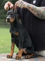 Purple Collar European Female , a female Doberman Pinscher for sale in Newton, NC – 2 of 10