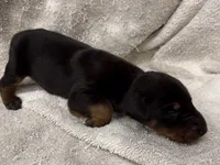Male 4, a male Doberman Pinscher for sale in Newton, NC – 1 of 10