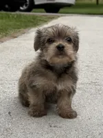 Yorkie Male 1, a male Yorkshire Terrier for sale in Newton, NC – 3 of 5