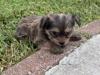 Yorkie Female 2, a female Yorkshire Terrier for sale in Newton, NC – 3 of 5