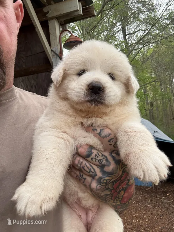 Female 3 – Great Pyrenees puppy for sale in Newton, NC