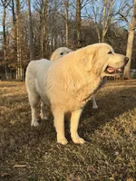 Female 3, a female Great Pyrenees for sale in Newton, NC – Photo 7 of 9