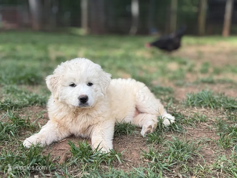 Female 3 – Great Pyrenees puppy for sale in Newton, NC