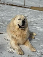 Female 2, a female Great Pyrenees for sale in Newton, NC – Photo 4 of 10