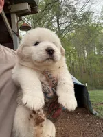 Female 2, a female Great Pyrenees for sale in Newton, NC – Photo 1 of 10
