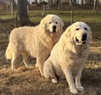 Female 2, a female Great Pyrenees for sale in Newton, NC – Photo 5 of 10