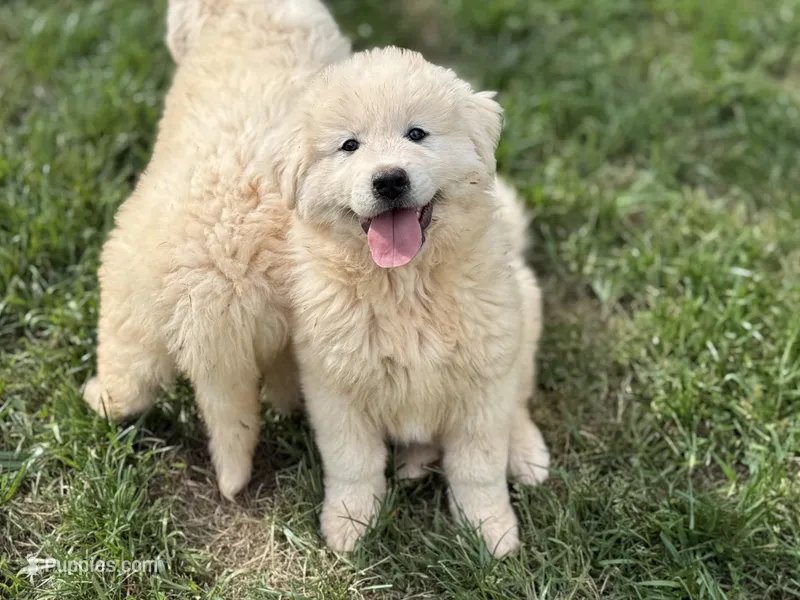 Female 2 – Great Pyrenees puppy for sale in Newton, NC