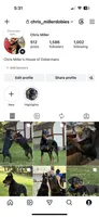 Male Euro 1 Brown Collar , a male Doberman Pinscher for sale in Newton, NC – 4 of 10