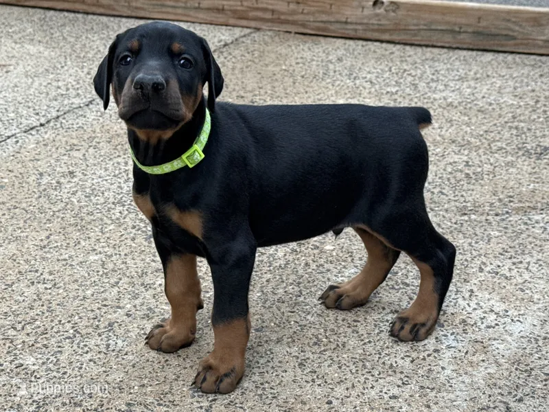 Lime Green Boy – Doberman Pinscher puppy for sale in Newton, NC
