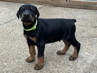 Lime Green Boy, a male Doberman Pinscher for sale in Newton, NC – 1 of 5