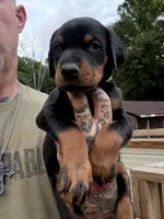 Yellow Collar Female Euro 2, a female Doberman Pinscher for sale in Newton, NC – 1 of 10