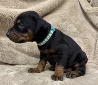 Male Euro 3 Blue Collar , a male Doberman Pinscher for sale in Newton, NC – 2 of 10