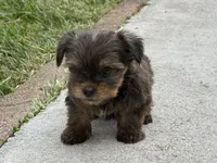 Yorkie Male 3, a male Yorkshire Terrier for sale in Newton, NC – 2 of 5