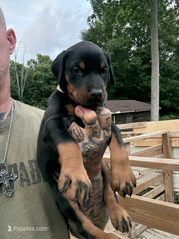 Pink Collar Female Euro 1 – Doberman Pinscher puppy for sale in Newton, NC