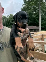 Pink Collar Female Euro 1, a female Doberman Pinscher for sale in Newton, NC – 1 of 9