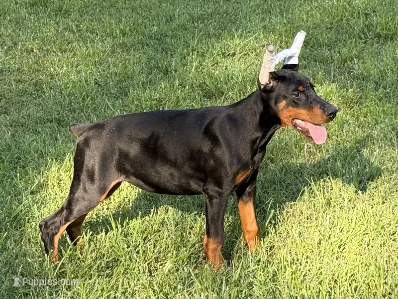 Purple Collar European Female  – Doberman Pinscher puppy for sale in Newton, NC
