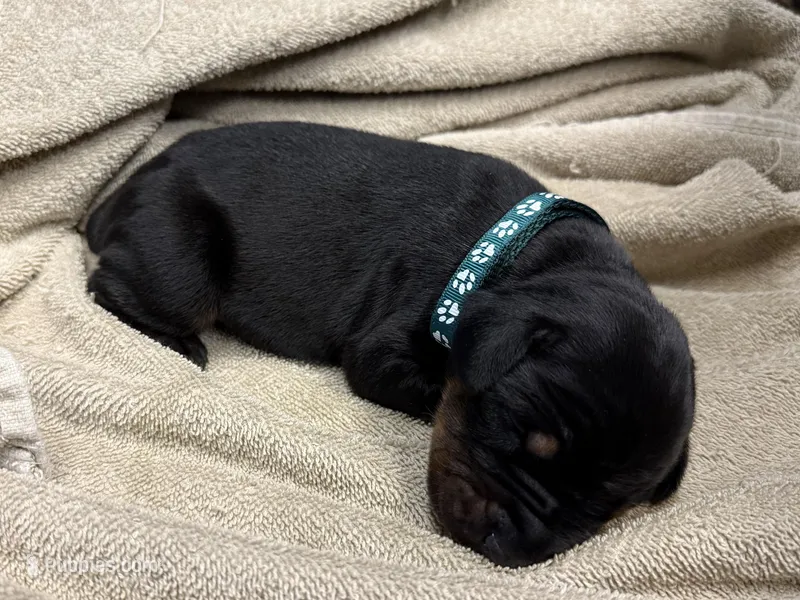 Male Euro 2  – Doberman Pinscher puppy for sale in Newton, NC