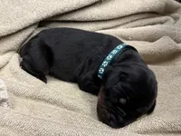 Male Euro 2 , a male Doberman Pinscher for sale in Newton, NC – 1 of 10