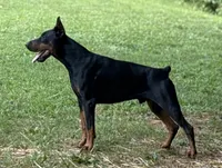 Male Euro 2 , a male Doberman Pinscher for sale in Newton, NC – 5 of 10