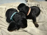 Male Euro 2 , a male Doberman Pinscher for sale in Newton, NC – 2 of 10