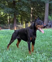 Male Euro 2 , a male Doberman Pinscher for sale in Newton, NC – 7 of 10