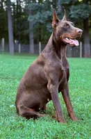 Male Euro 2 , a male Doberman Pinscher for sale in Newton, NC – 6 of 10