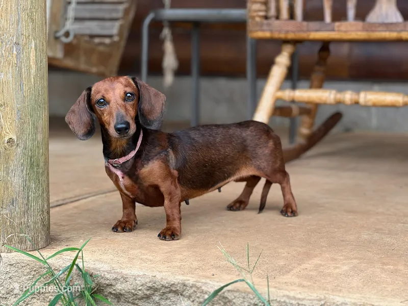 RedANDFire, a female Miniature Dachshund for sale in Nashville, AR – 1 of 4