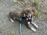 AKC Percy- neutered , a male Poodle - Toy  for sale in Nashville, AR – 3 of 4