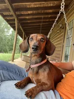 RedANDFire, a female Miniature Dachshund for sale in Nashville, AR – 3 of 4