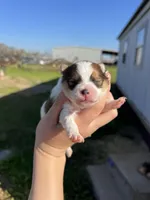 CKC Simba , a male Pomeranian for sale in Nashville, AR – Photo 5 of 6