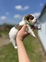 CKC Simba , a male Pomeranian for sale in Nashville, AR – Photo 2 of 6