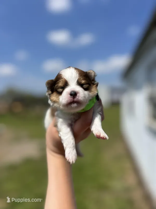 CKC Simba  – Pomeranian puppy for sale in Nashville, AR