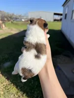 CKC Simba , a male Pomeranian for sale in Nashville, AR – Photo 6 of 6