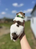 CKC Simba , a male Pomeranian for sale in Nashville, AR – Photo 3 of 6