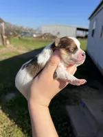 CKC Simba , a male Pomeranian for sale in Nashville, AR – Photo 4 of 6
