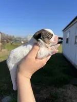 CKC Nala, a female Pomeranian for sale in Nashville, AR – Photo 5 of 6