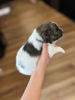 CKC Nala, a female Pomeranian for sale in Nashville, AR – Photo 3 of 6