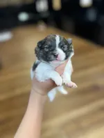 CKC Nala, a female Pomeranian for sale in Nashville, AR – Photo 2 of 6