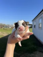 CKC Nala, a female Pomeranian for sale in Nashville, AR – Photo 4 of 6