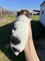 CKC Nala, a female Pomeranian for sale in Nashville, AR – Photo 6 of 6