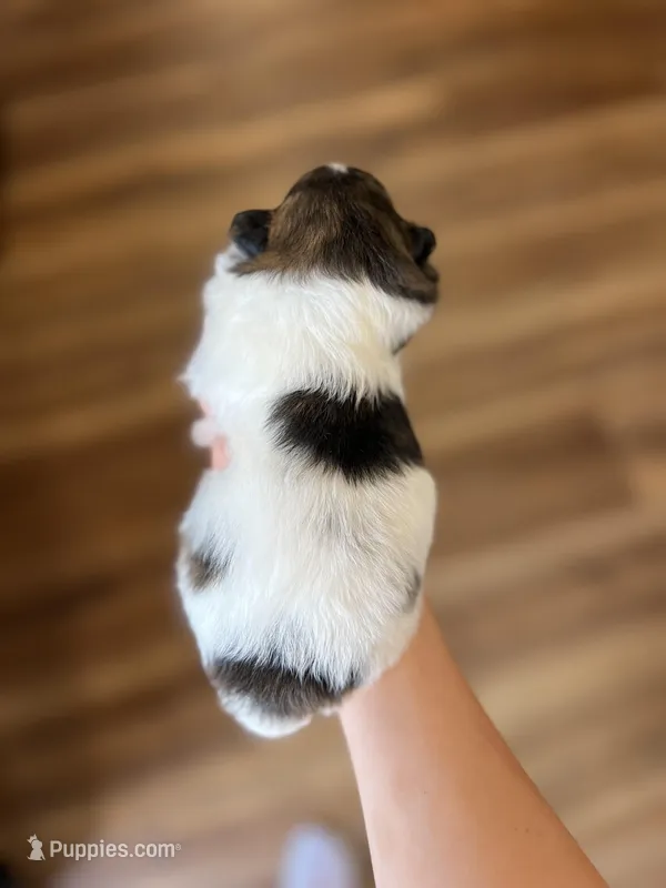 CKC Nala – Pomeranian puppy for sale in Nashville, AR