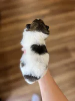 CKC Nala, a female Pomeranian for sale in Nashville, AR – Photo 1 of 6