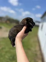 CKC Tigger, a male Pomeranian for sale in Nashville, AR – Photo 3 of 6