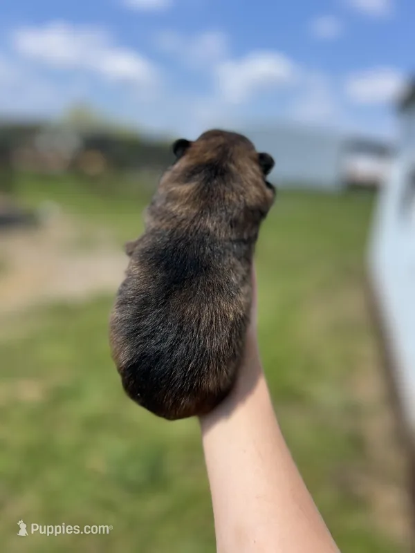 CKC Tigger – Pomeranian puppy for sale in Nashville, AR