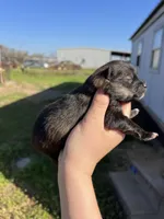 CKC Tigger, a male Pomeranian for sale in Nashville, AR – Photo 5 of 6