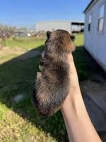 CKC Tigger, a male Pomeranian for sale in Nashville, AR – Photo 6 of 6