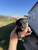 CKC Tigger, a male Pomeranian for sale in Nashville, AR – Photo 4 of 6