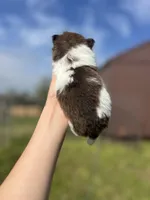 AKC Max, a male Pomeranian for sale in Nashville, AR – Photo 2 of 6