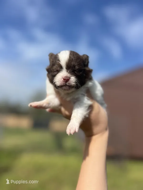 AKC Max – Pomeranian puppy for sale in Nashville, AR